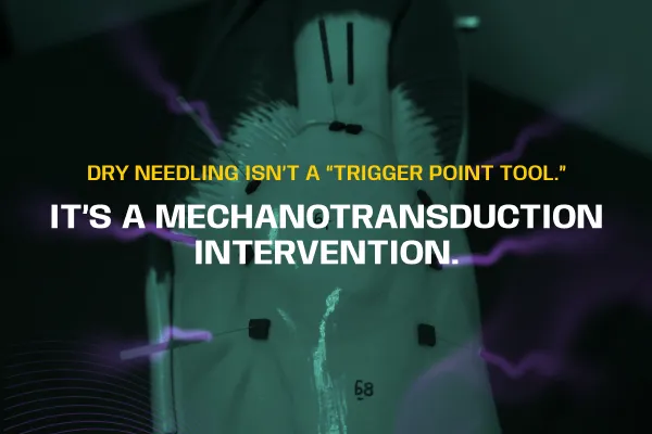 Dry Needling Isn’t a “Trigger Point Tool.” It’s a Mechanotransduction Intervention.