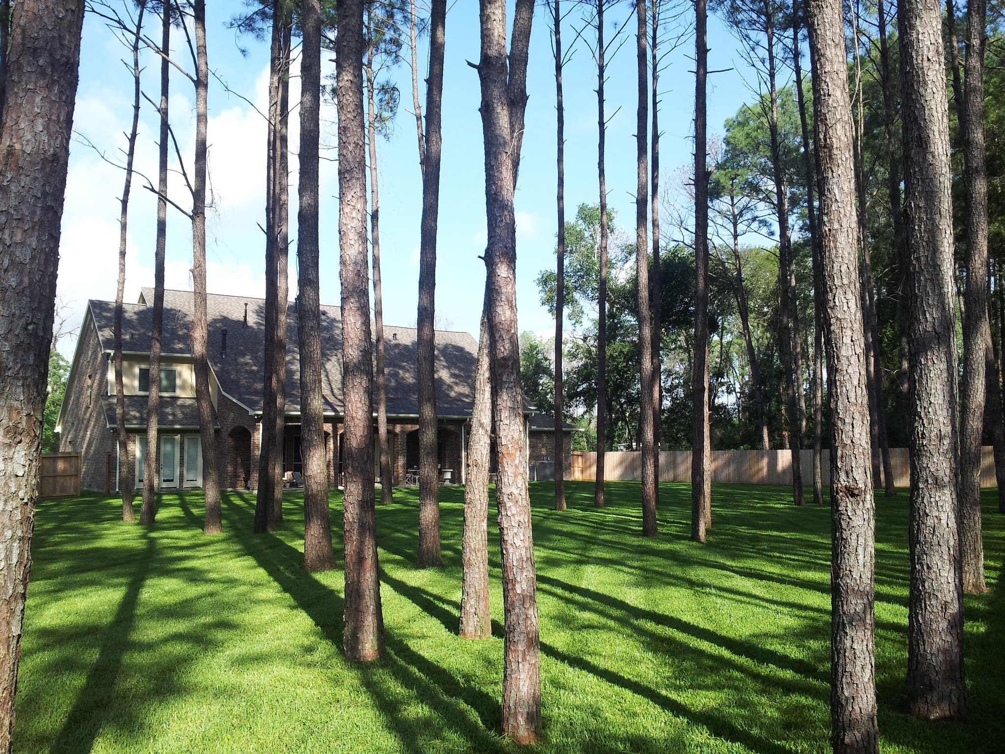 Large pine tree maintenance and hazardous limb removal for a shaded Houston estate.