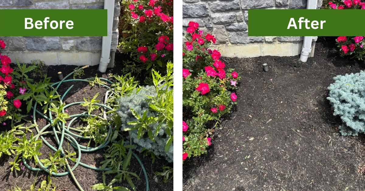 weds before and after