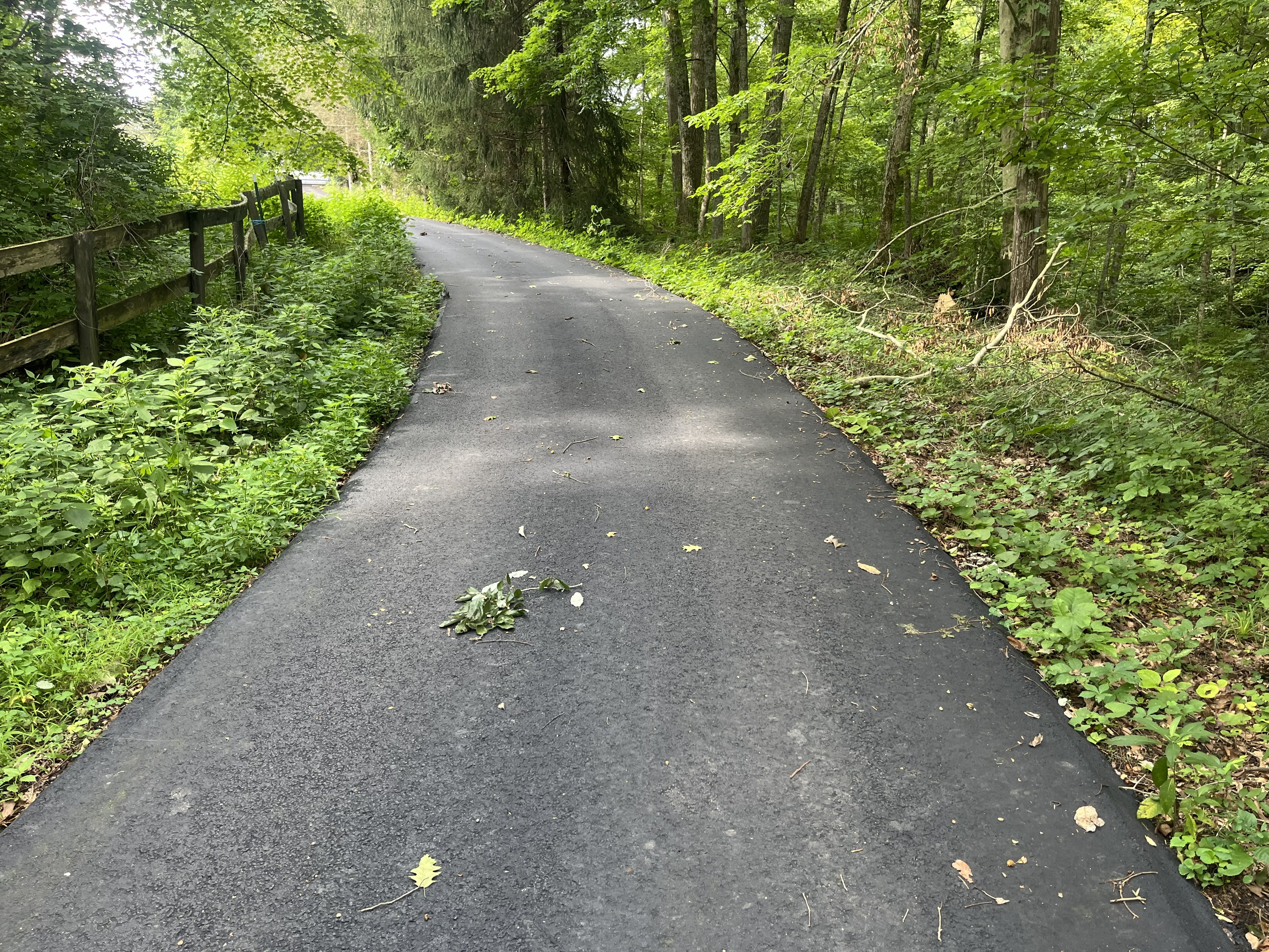 driveway brush cleanup before 1