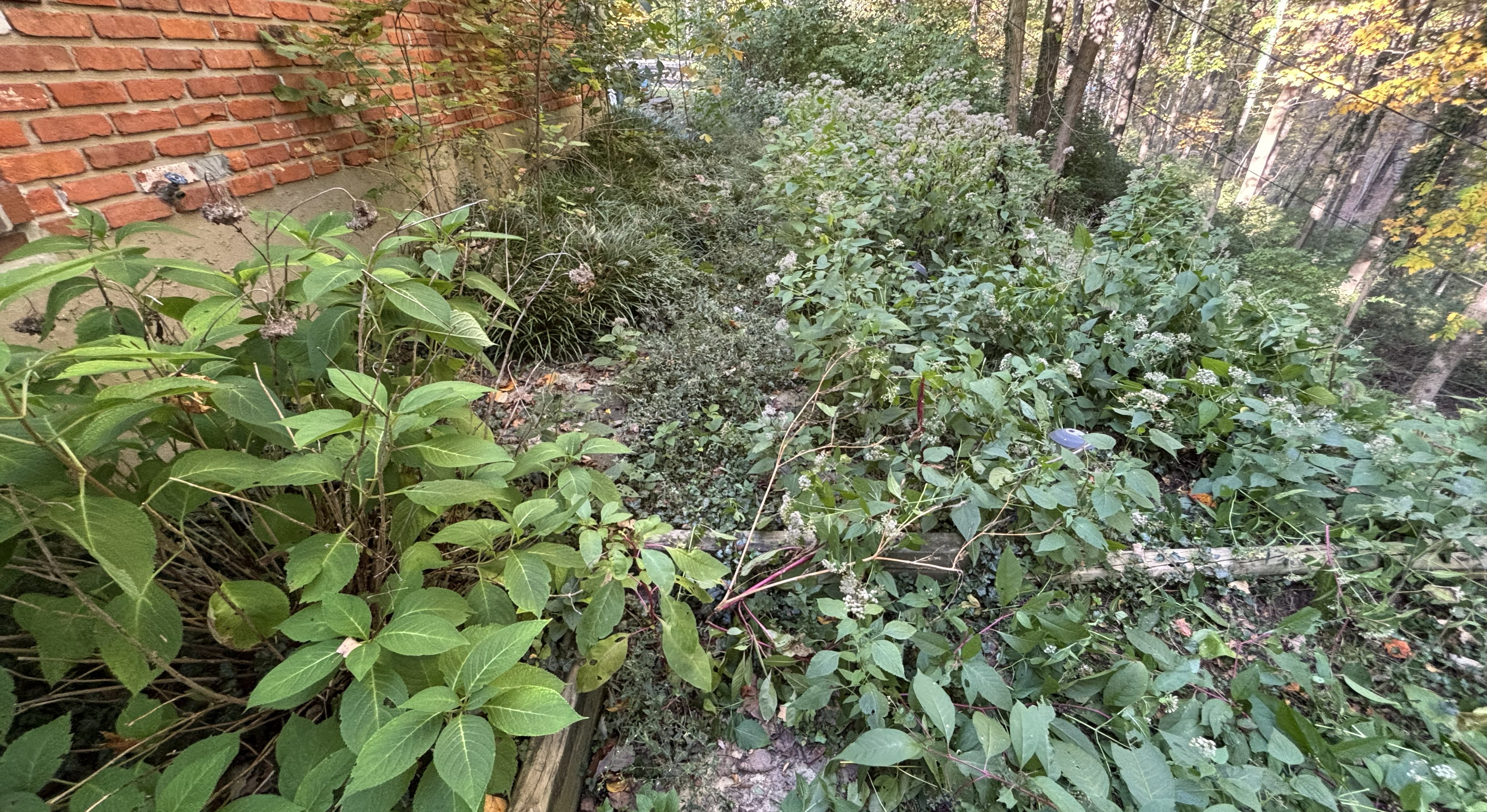 overgrown property