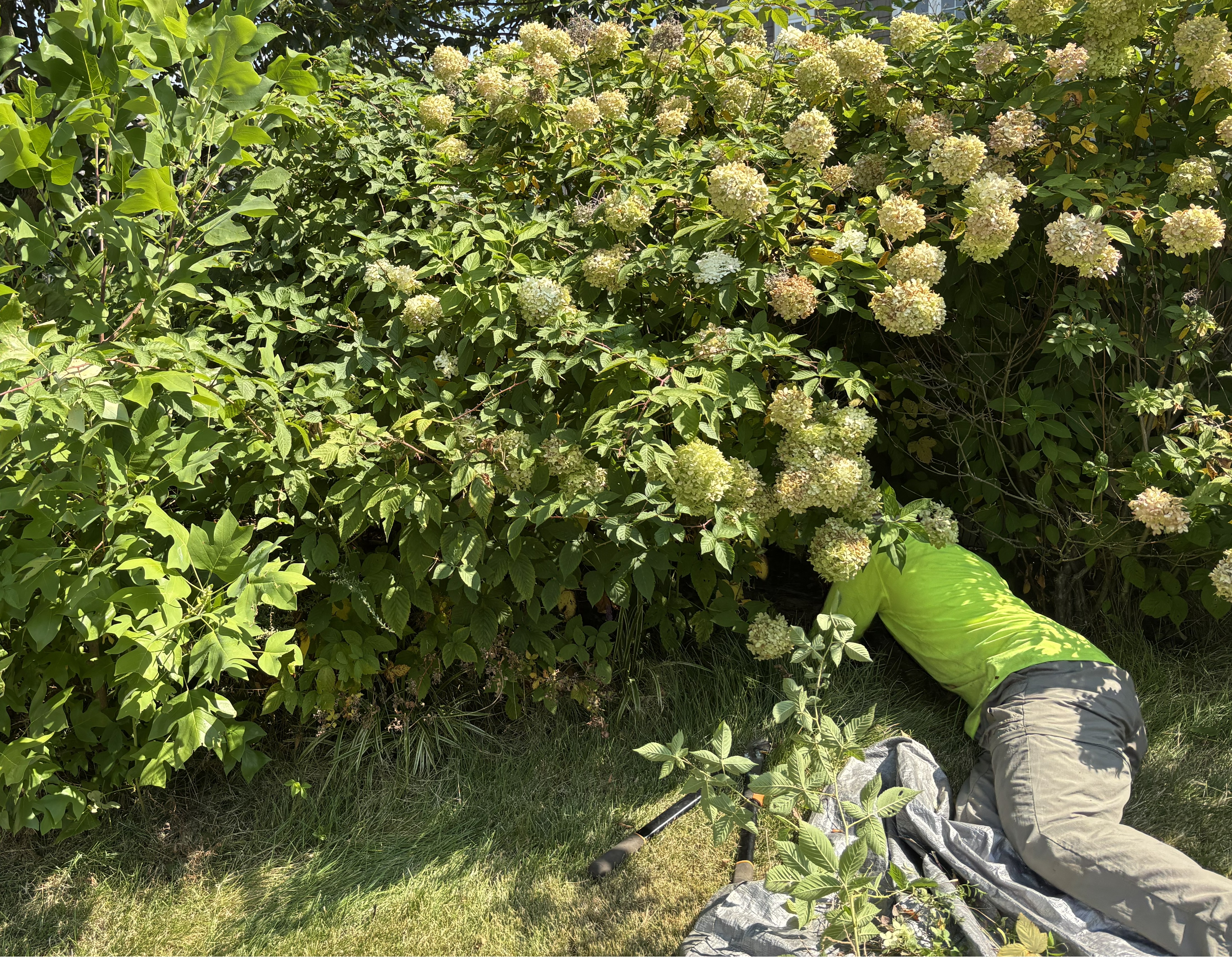 landscaper in a bush