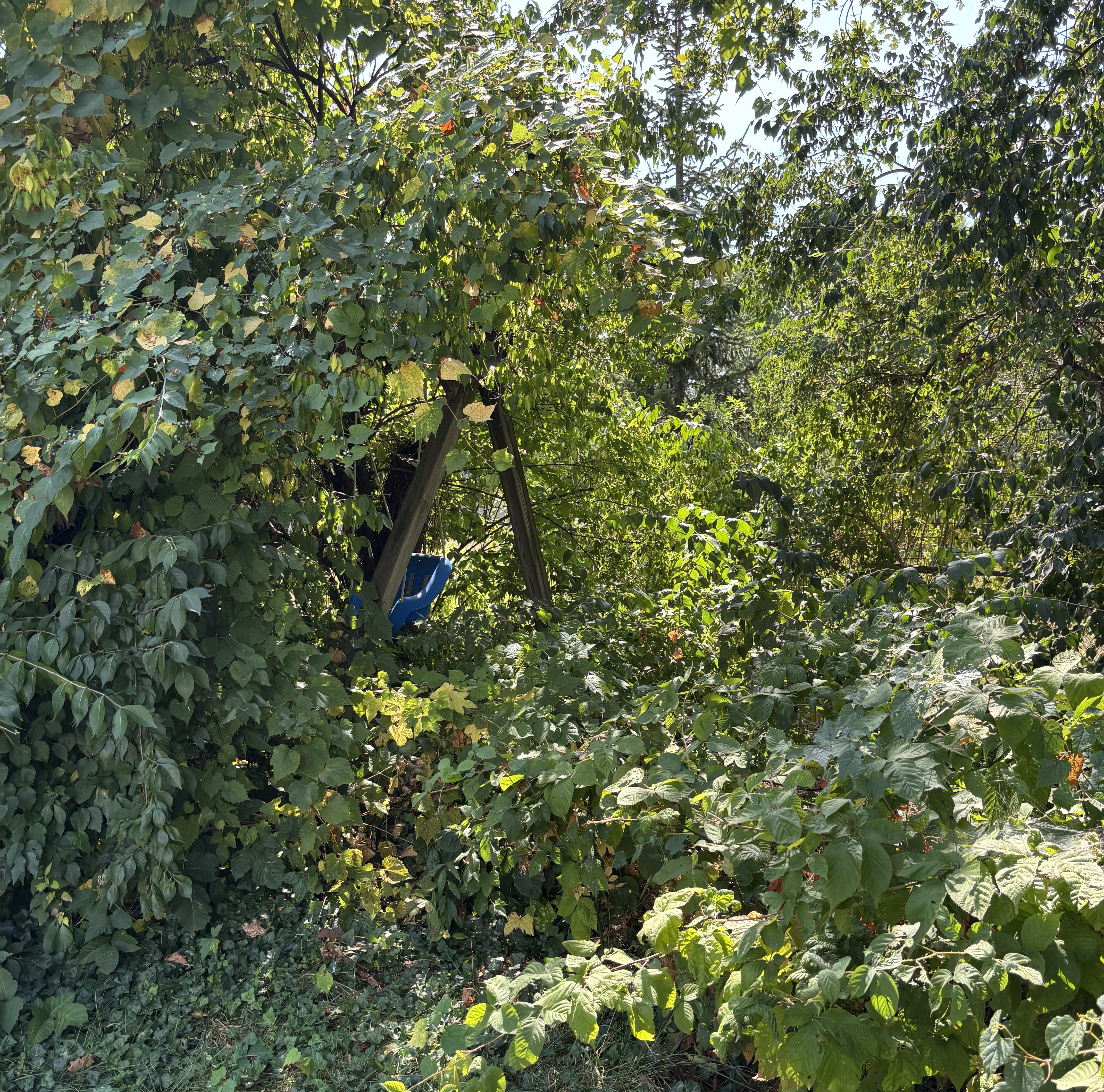 swing set covered in overgrowth