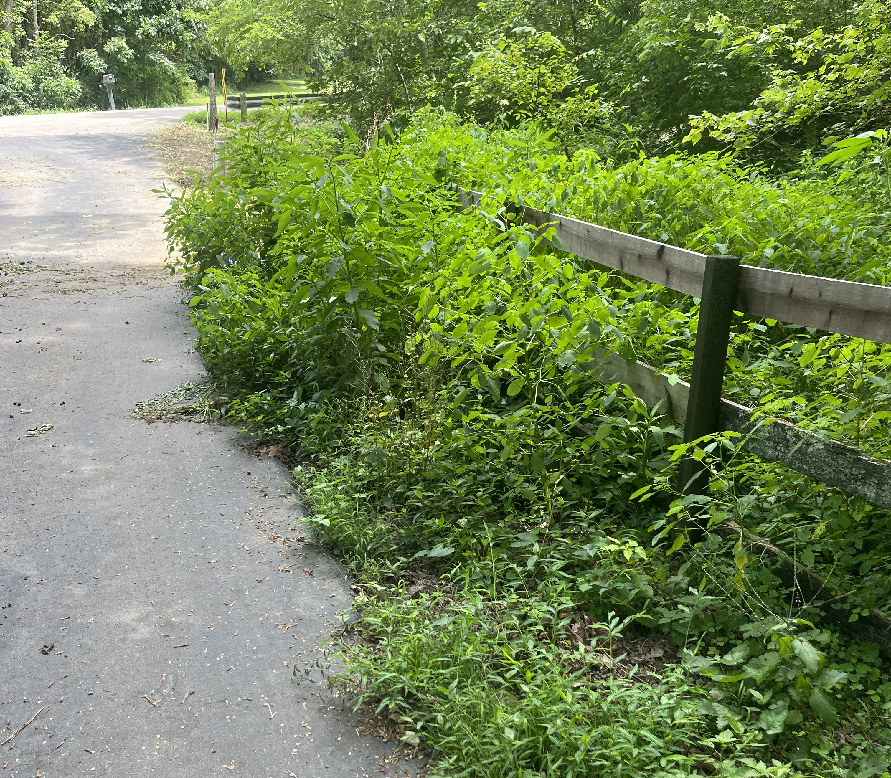 overgrown fence line