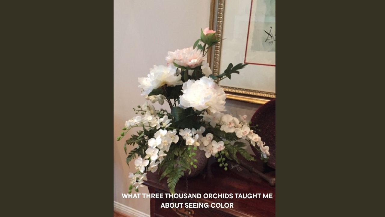 White phalaenopsis orchid arrangement