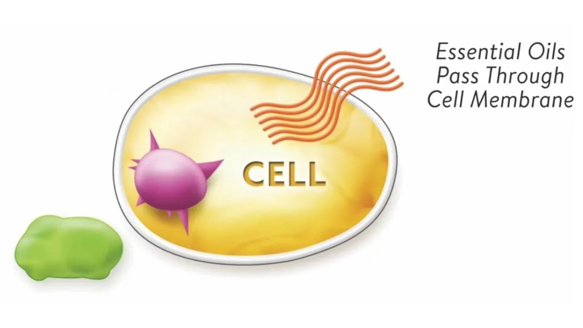 cellular level, cell membrane, penerate cell membrane, molecular level, natural healing, essential oil, peppermint, essential oil, healing