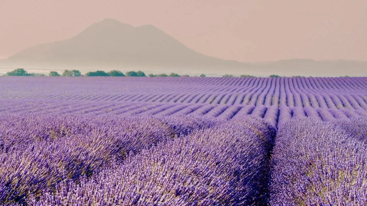 lavender, lavender field, sleep, avender farming, lavender essential oil, lavender harvesting, chemistry essential oils, chemistry lavender, consistency,, essential oil,standardizing essential oil, pure lavender, pure essential oil