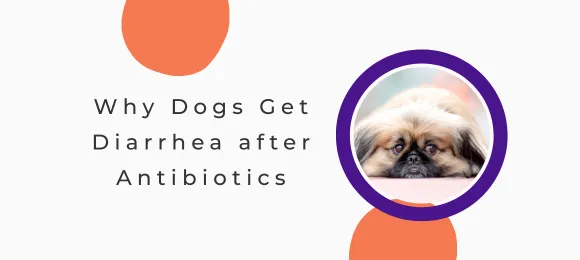 Why Dogs Get Diarrhea After Antibiotics