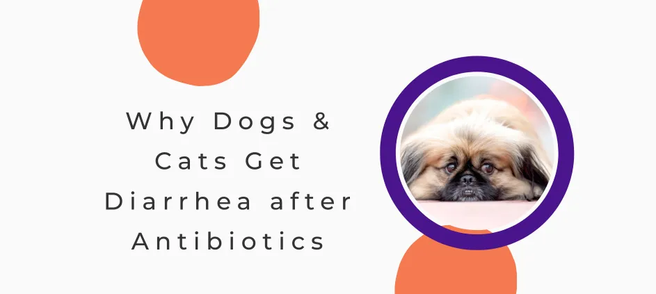 Why Dogs and Cats Get Diarrhea After Antibiotics