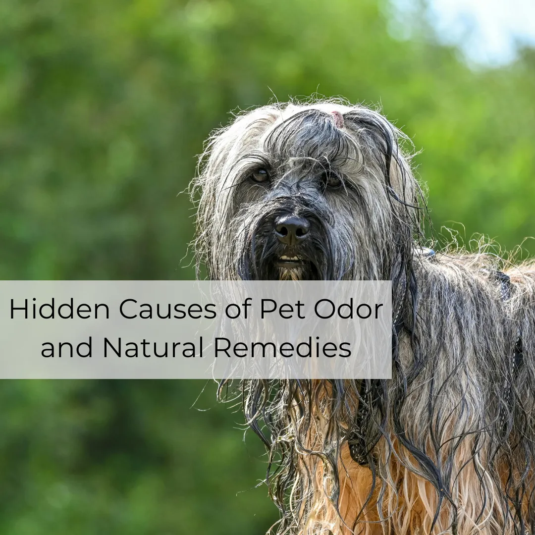 Why Your Dog or Cat Stinks: Hidden Causes of Pet Odor and Natural Remedies