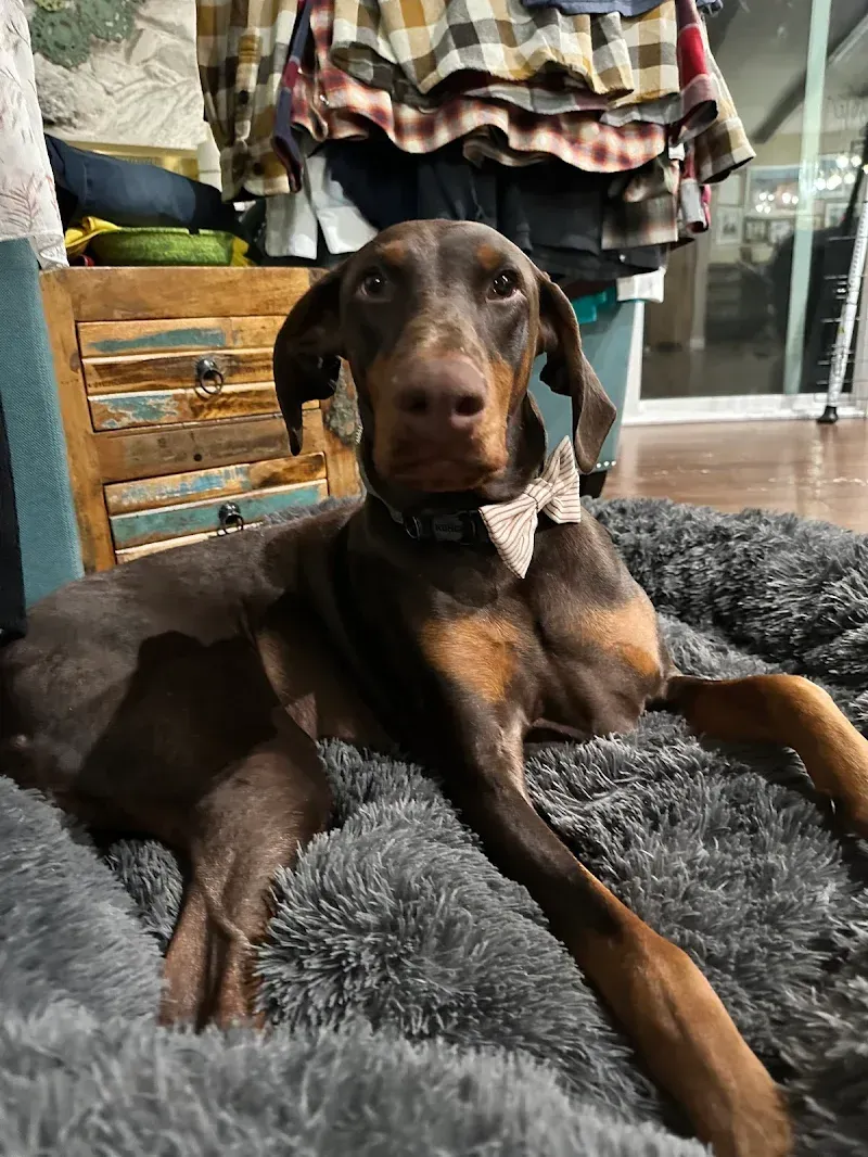 BoardingDog1