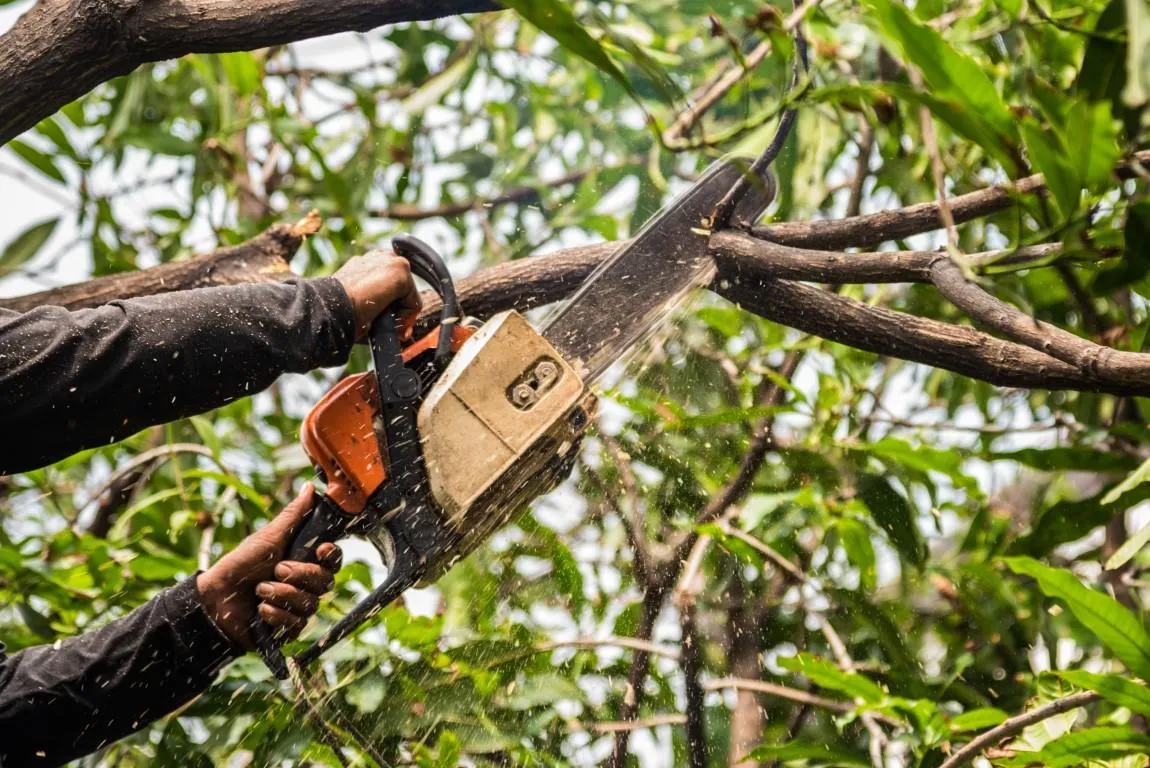 Expert Guide to Tree Trimming in Vero Beach