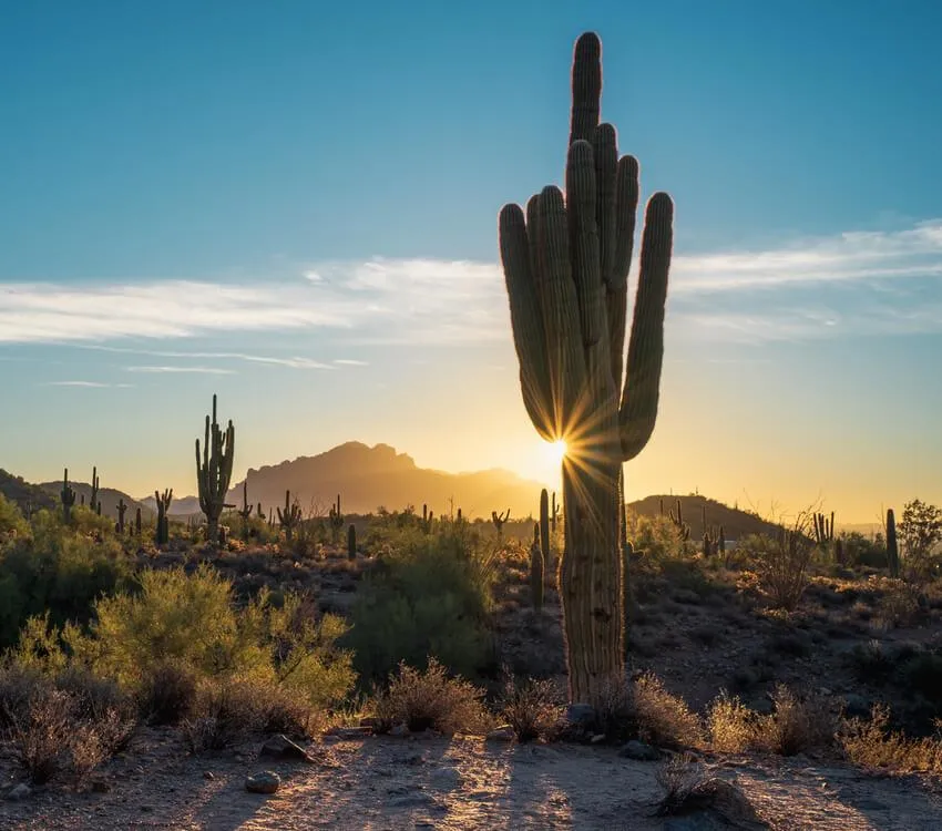 Desert Sun