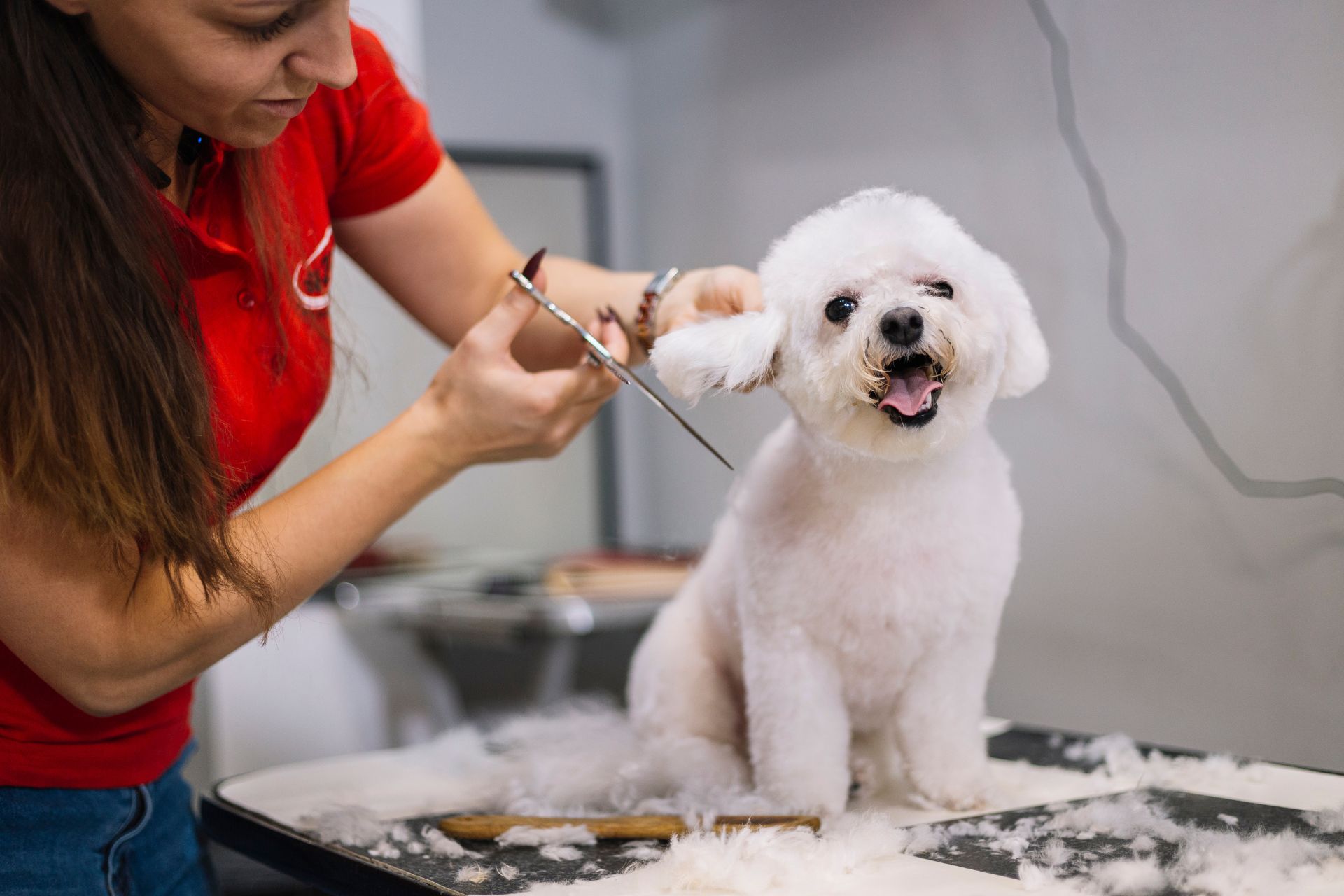 Dog Grooming Chino Hills