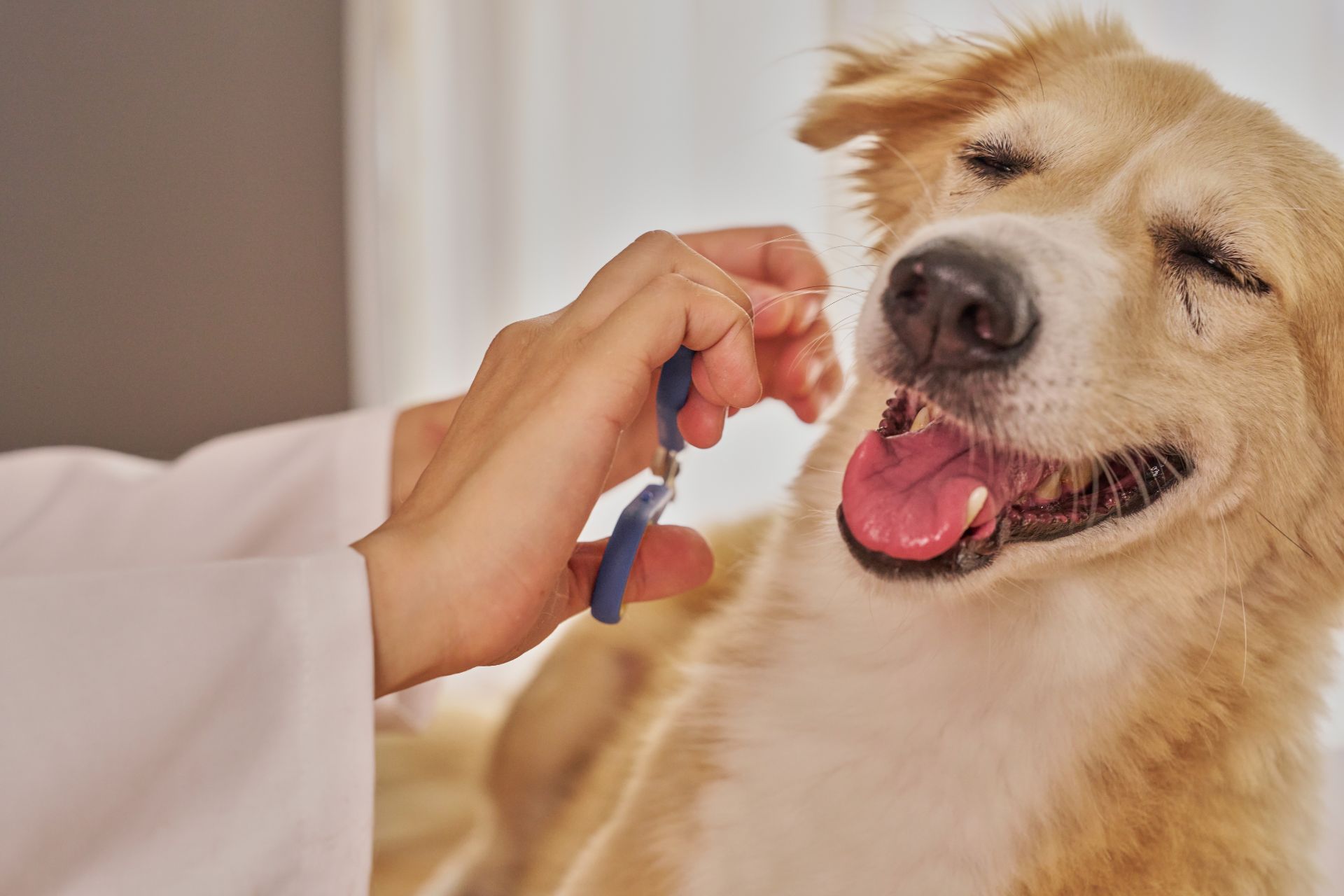 Dog Grooming Chino Hills