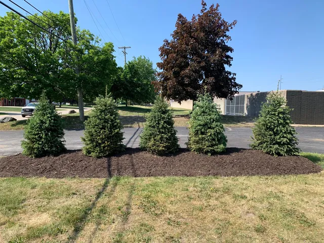 Commercial landscape design in Southfield featuring a neat row of five newly planted evergreen trees in a large, curved bed of dark brown mulch.