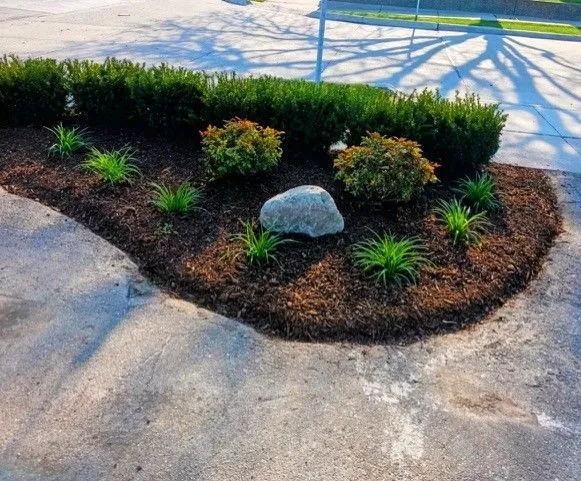 Professional commercial landscape design in Clinton Township, featuring a curved island bed with a decorative rock, new plantings, and dark brown mulch.