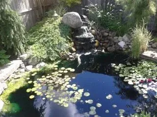 Peaceful residential backyard pond and waterfall water feature, dense with green plants, featuring lily pads floating on the dark water.