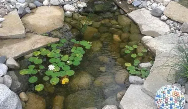 Overhead view of a serene residential Koi pond in a water feature landscape, featuring lily pads, a blooming white water lily, and flagstone edging.