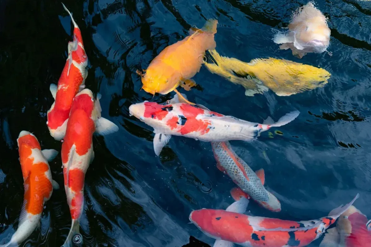 Close-up of a residential water feature showing several colorful Koi fish—including orange, white, red, and yellow varieties—swimming in a dark pond.