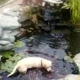 Small, cropped photo of a yellow Labrador dog standing in a residential backyard pond and waterfall water feature, with lily pads surrounding it.