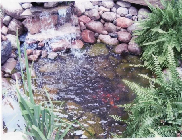 Close-up of a vibrant commercial Koi pond and waterfall water feature, surrounded by multi-colored stones and lush green ferns and aquatic plants.