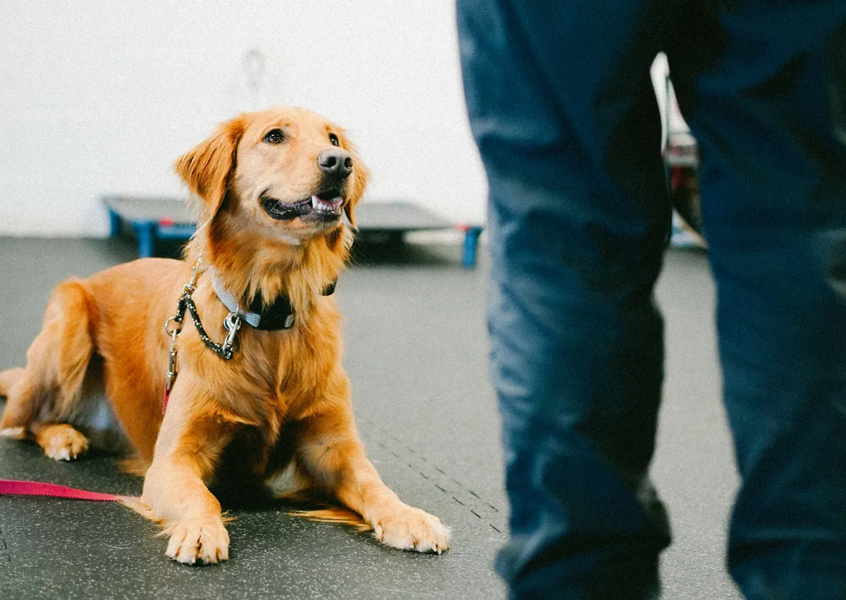 puppy-boarding