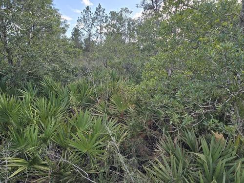 Overgrown land with thick palmetto, scrub oak, and brush before forestry mulching by J.F. Pro Services LLC in Lake Helen, FL.