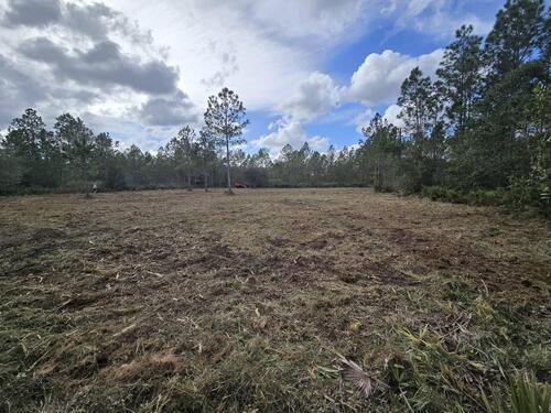 Cleared residential lot after forestry mulching by J.F. Pro Services LLC in Lake Helen, FL with mulch ground cover, preserved pine trees, and equipment visible in the background.