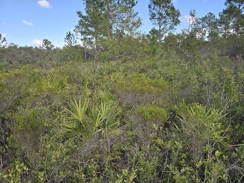 Overgrown scrub and palmetto covering residential land before forestry mulching by J.F. Pro Services LLC in Lake Helen, FL.