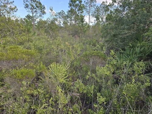 Dense overgrown brush and vegetation before land clearing by J.F. Pro Services LLC in Lake Helen, FL.