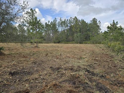 Residential property after forestry mulching with mulch ground cover and young pine trees in Lake Helen, FL by J.F. Pro Services LLC.