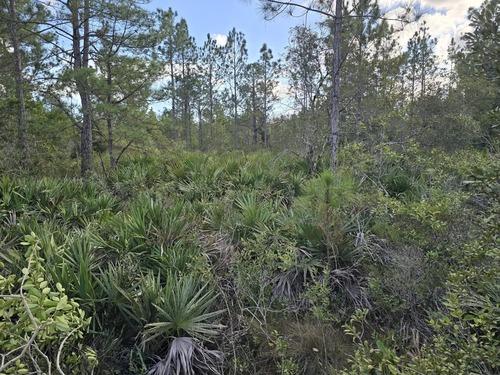 Overgrown land thick with palmetto and scrub brush before forestry mulching by J.F. Pro Services LLC in Lake Helen, FL.