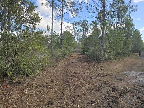 Cleared forest path through pine flatwoods after brush clearing by J.F. Pro Services LLC in Lake Helen, FL.