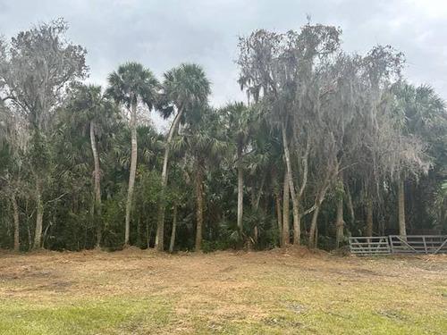 Property after underbrush removal with preserved cabbage palms and spanish moss trees in Lake Helen, FL by J.F. Pro Services LLC.