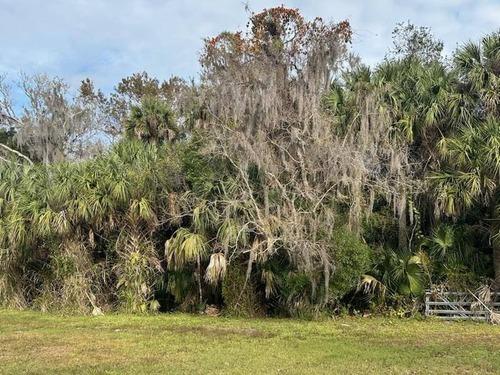 Overgrown property with dense cabbage palms, spanish moss, and brush before clearing by J.F. Pro Services LLC in Lake Helen, FL.