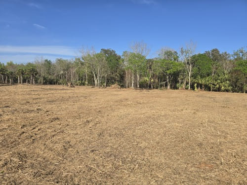 Brush clearing and forestry mulching in Lake Helen Florida removing dense vegetation