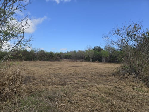 Forestry mulching in Lake Helen FL clearing overgrown land into a clean open property
