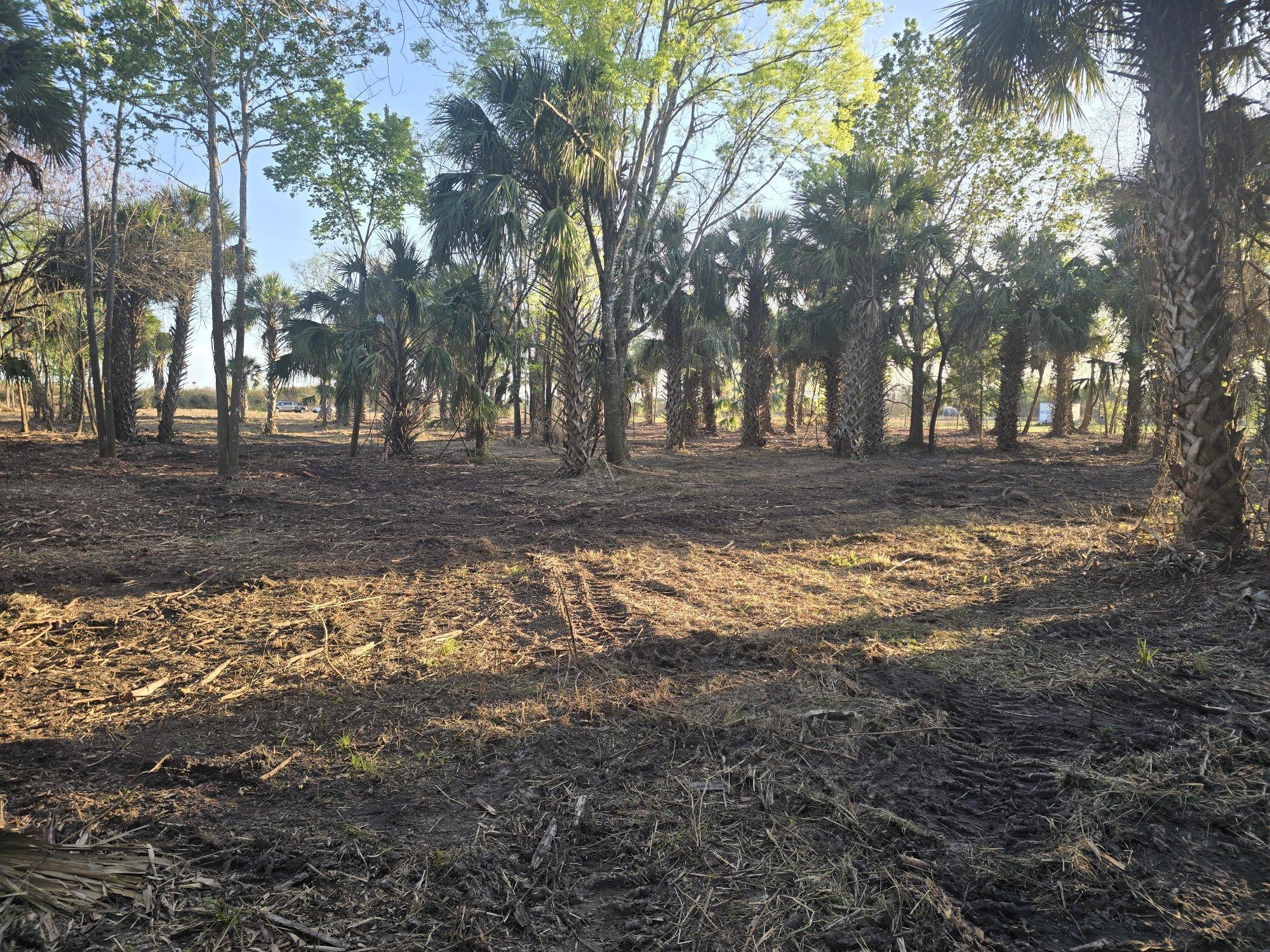 Cleared lot with cabbage palms left standing after selective tree service and underbrush removal in Lake Helen FL