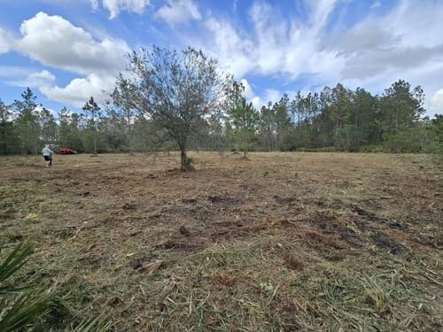 Cleared acreage in Lake Helen, FL by J.F. PRO SERVICES LLC showing a preserved oak tree surrounded by mulched vegetation and pine trees along the tree line.
