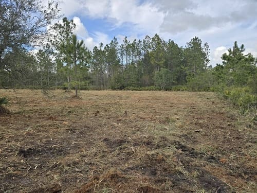 Cleared lot with pine trees remaining after land clearing by J.F. PRO SERVICES LLC in Lake Helen, FL with mulched brush spread across the ground.