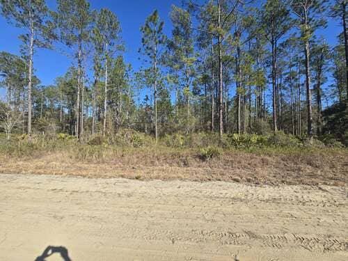 Overgrown lot with dense brush and pine trees before forestry mulching by J.F. PRO SERVICES LLC in DeBary, FL.
