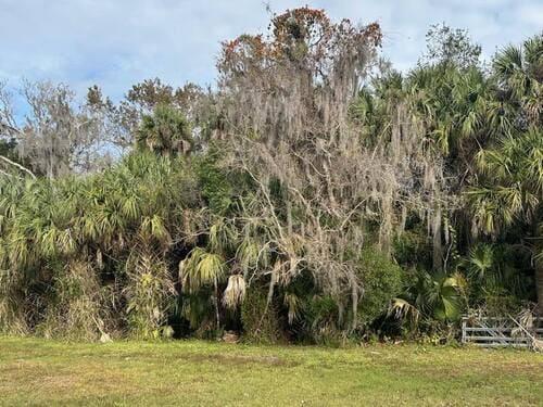 Dense overgrown vegetation with cabbage palms, spanish moss, and thick brush before land clearing by J.F. PRO SERVICES LLC in Deltona, FL.