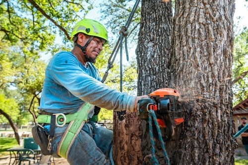 Tree service professional with safety harness and chainsaw removing a large tree in Deltona, FL by J.F. PRO SERVICES LLC.
