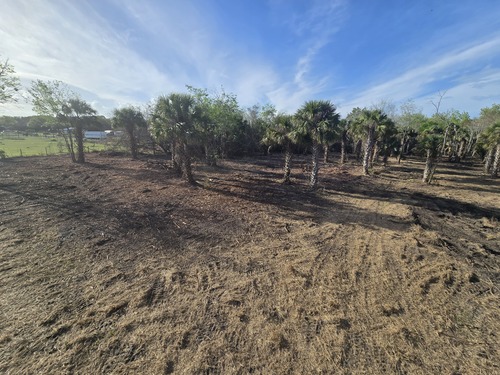 Defensible space created around cabbage palms after wildfire mitigation clearing by J.F. PRO SERVICES LLC in Deltona, FL with underbrush removed and mulched ground cover.
