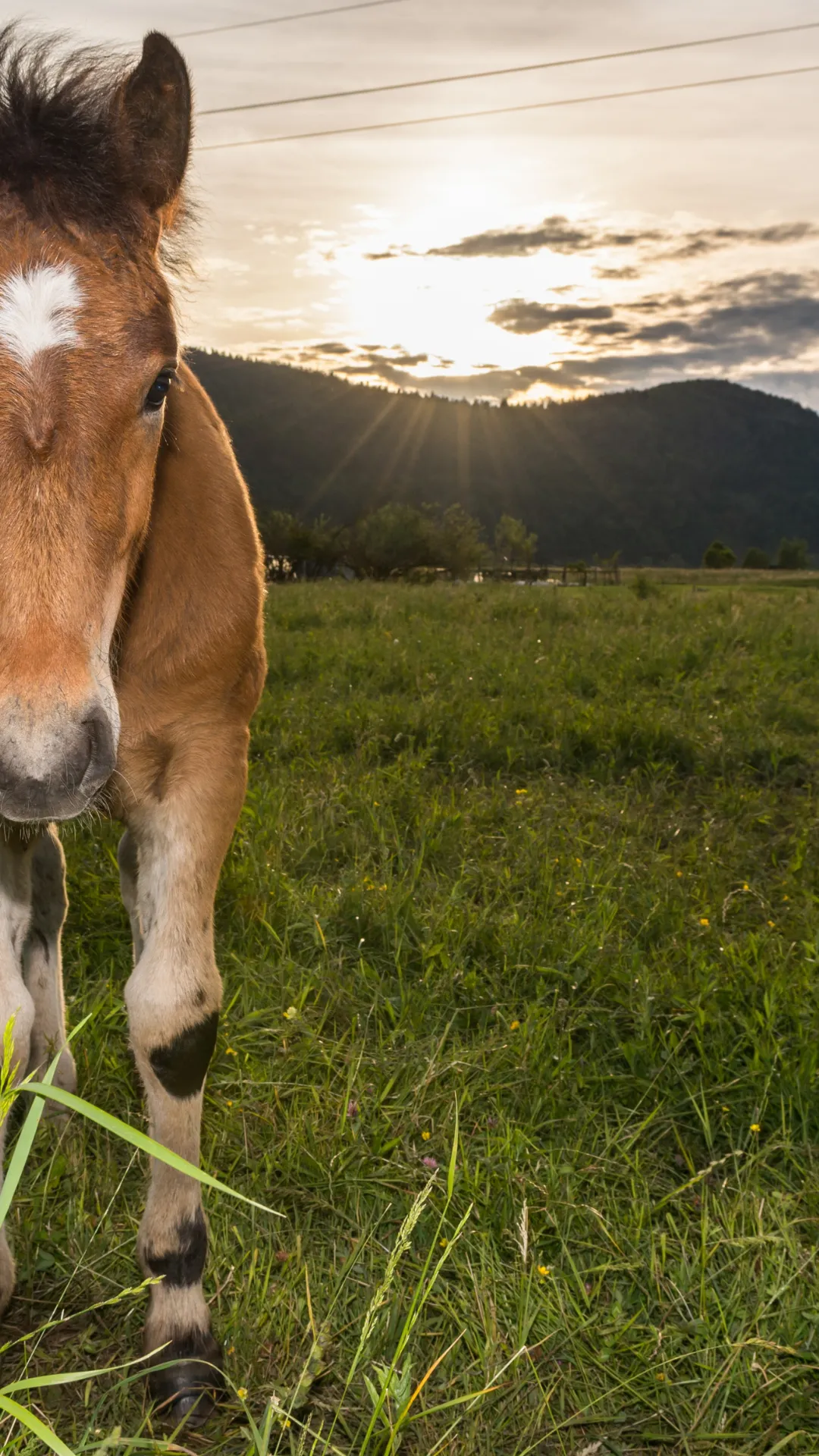 Bluegrass conseil les éleveurs dans leur choix de croisement