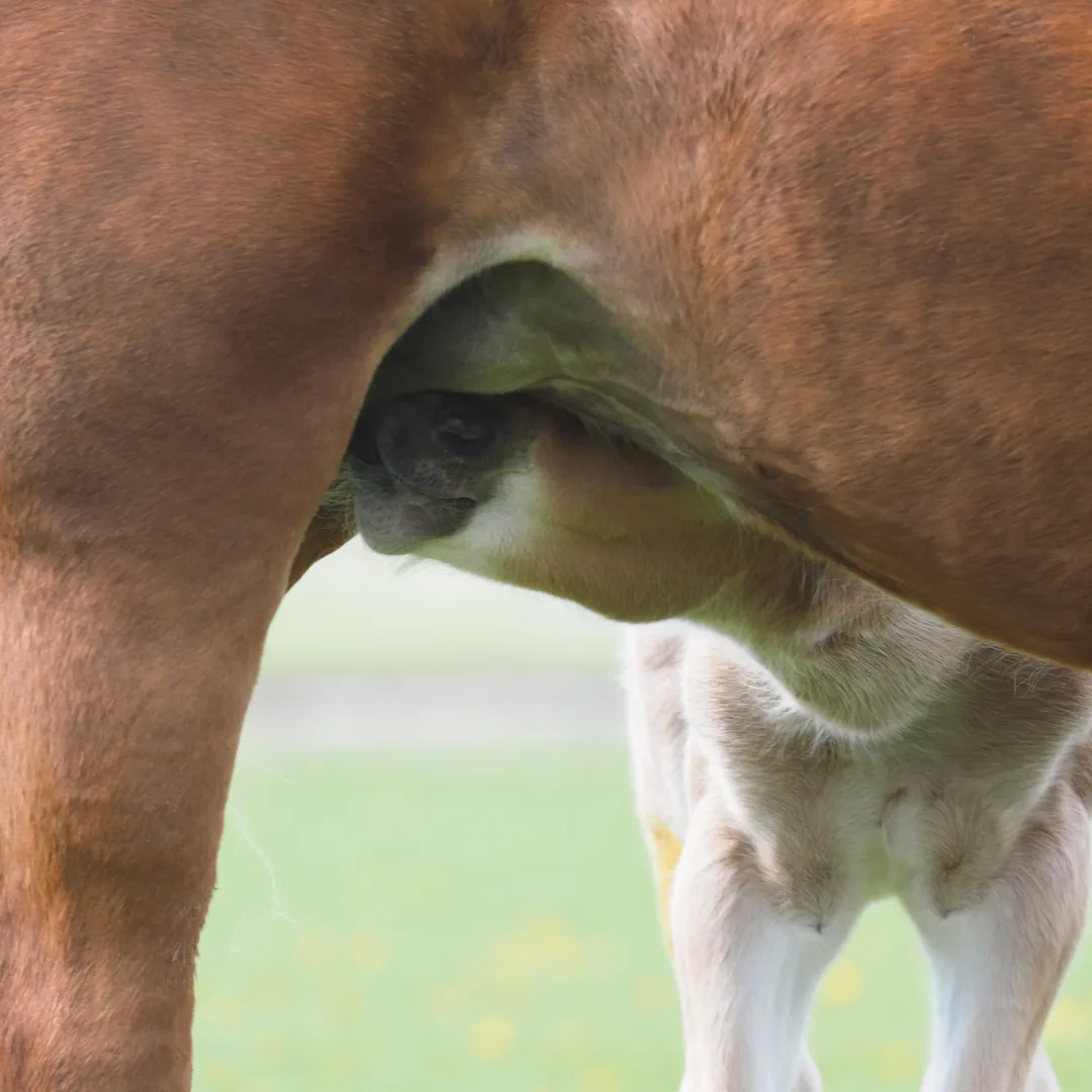 Bluegrass au service des éleveurs