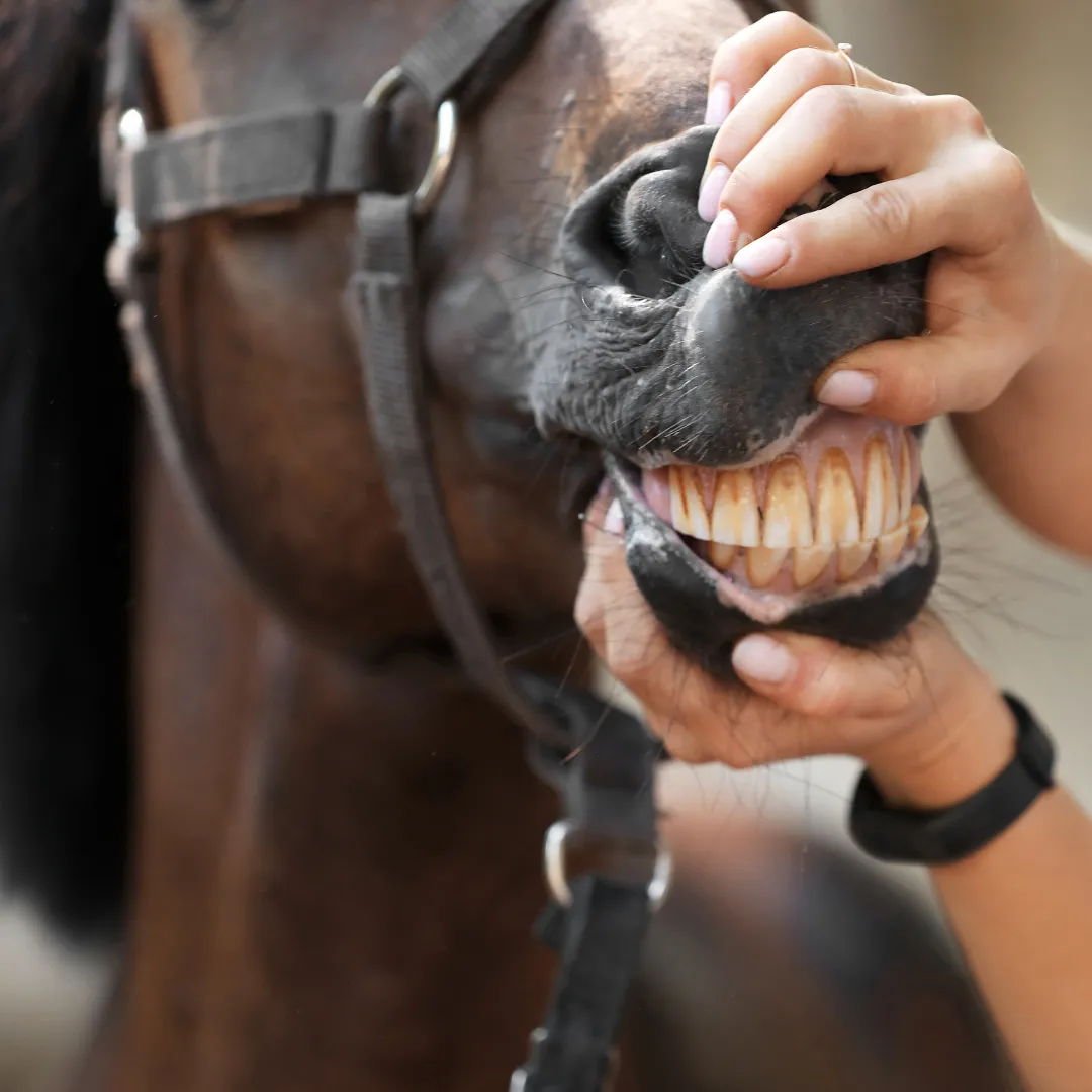 Bluegrass au service de la communication digitale équine