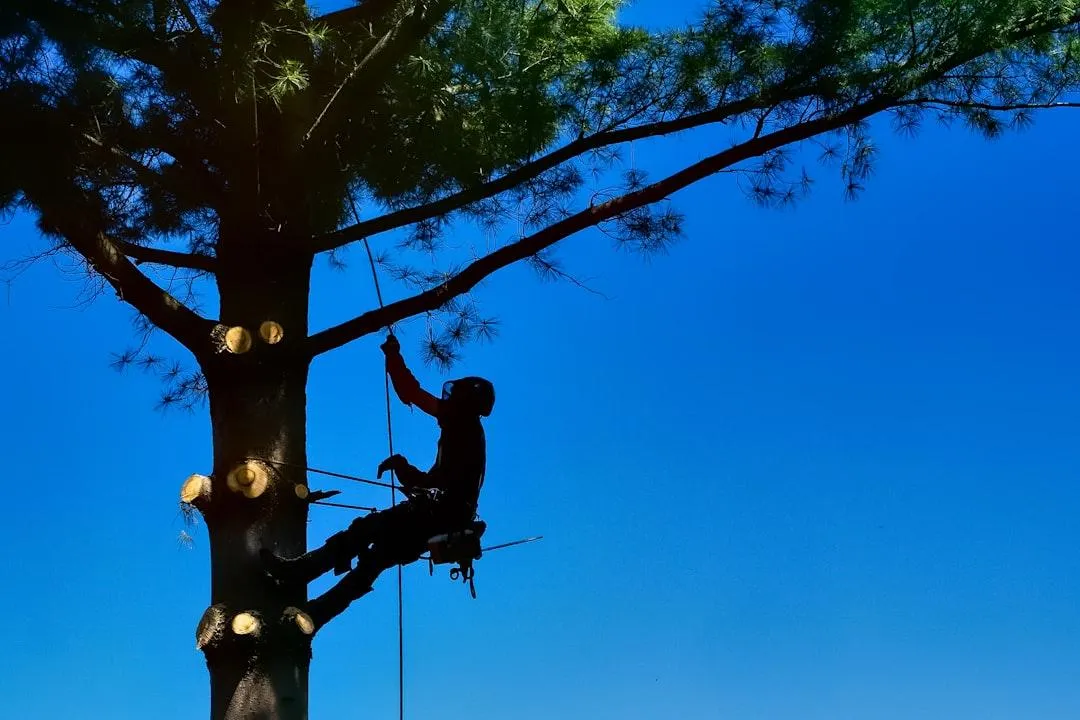 Tree Service