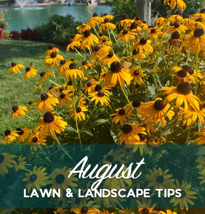 august lawn tips